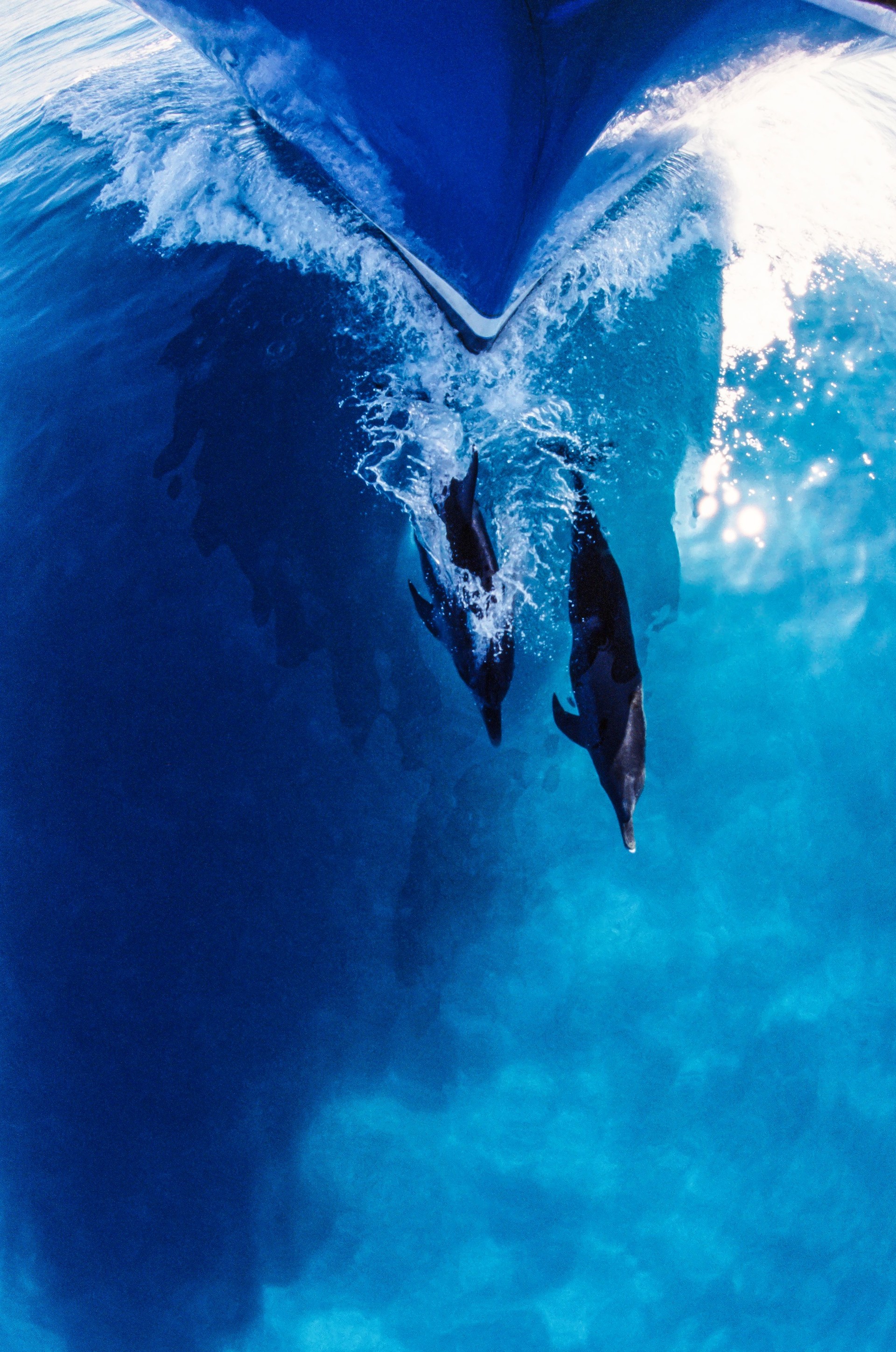 Dauphins et noeud